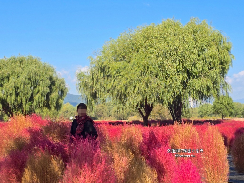波波草,釜山,釜山旅行,釜山旅遊,釜山自由行,釜山遊／宿,韓國,韓國旅行,韓國旅遊,韓國自由行 @Helena's Blog