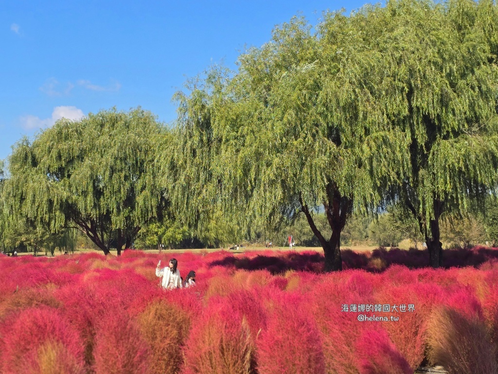波波草,釜山,釜山旅行,釜山旅遊,釜山自由行,釜山遊／宿,韓國,韓國旅行,韓國旅遊,韓國自由行 @Helena's Blog