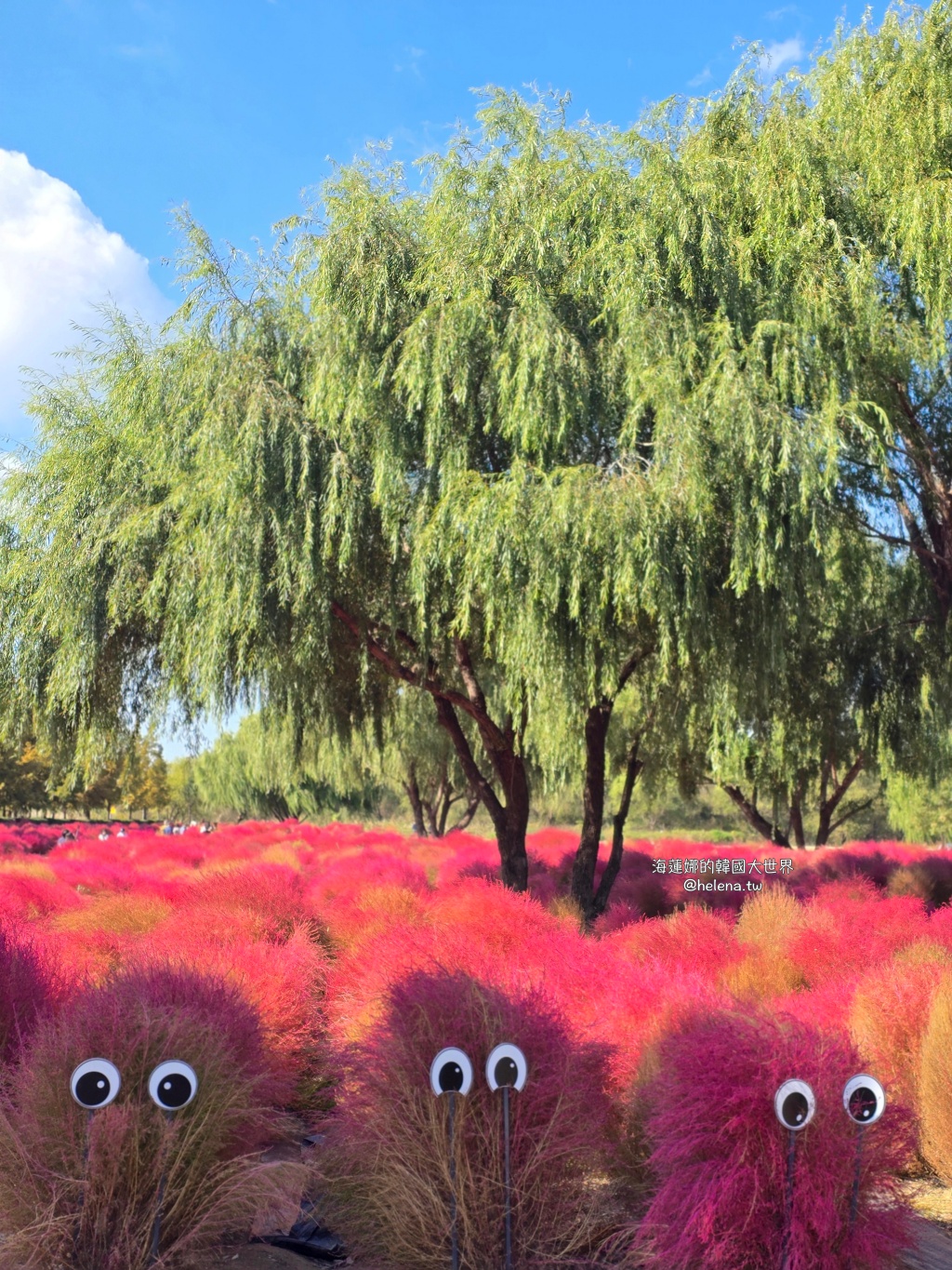 波波草,釜山,釜山旅行,釜山旅遊,釜山自由行,釜山遊／宿,韓國,韓國旅行,韓國旅遊,韓國自由行 @Helena's Blog