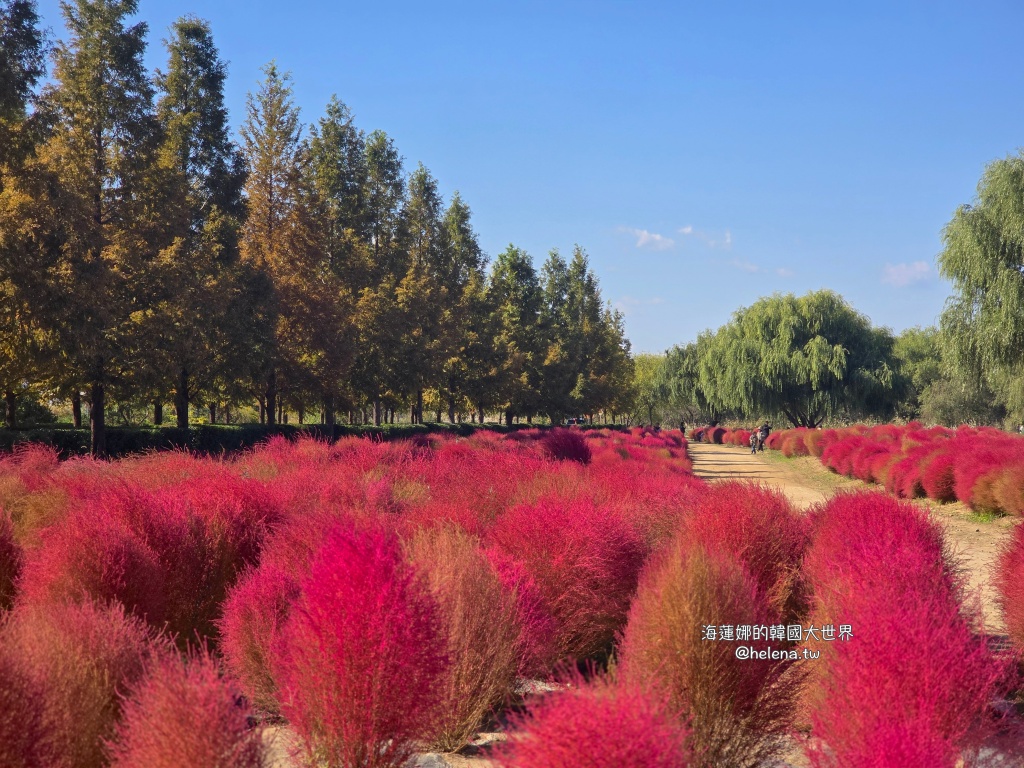 波波草,釜山,釜山旅行,釜山旅遊,釜山自由行,釜山遊／宿,韓國,韓國旅行,韓國旅遊,韓國自由行 @Helena's Blog
