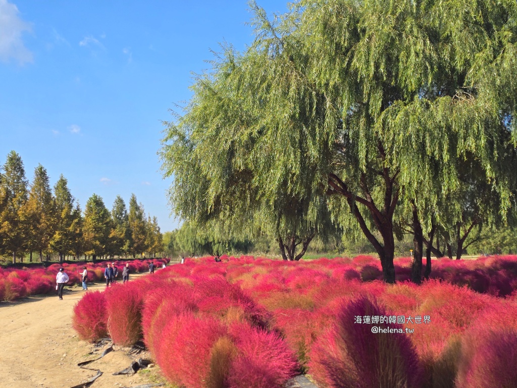 波波草,釜山,釜山旅行,釜山旅遊,釜山自由行,釜山遊／宿,韓國,韓國旅行,韓國旅遊,韓國自由行 @Helena's Blog