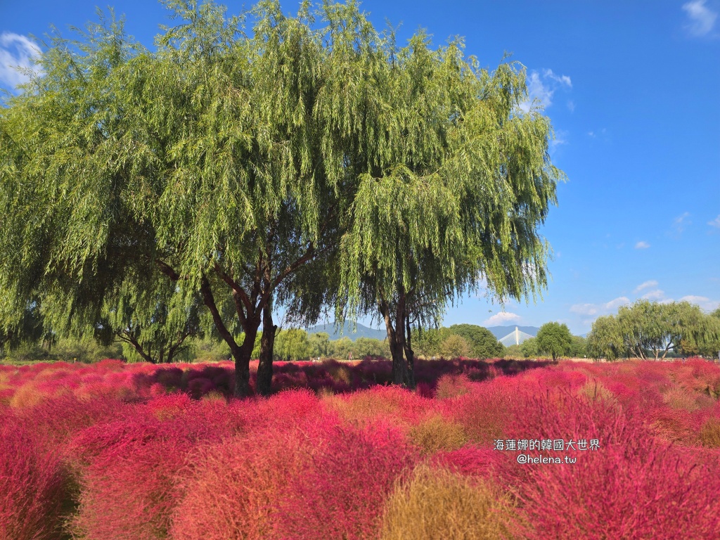 波波草,釜山,釜山旅行,釜山旅遊,釜山自由行,釜山遊／宿,韓國,韓國旅行,韓國旅遊,韓國自由行 @Helena's Blog