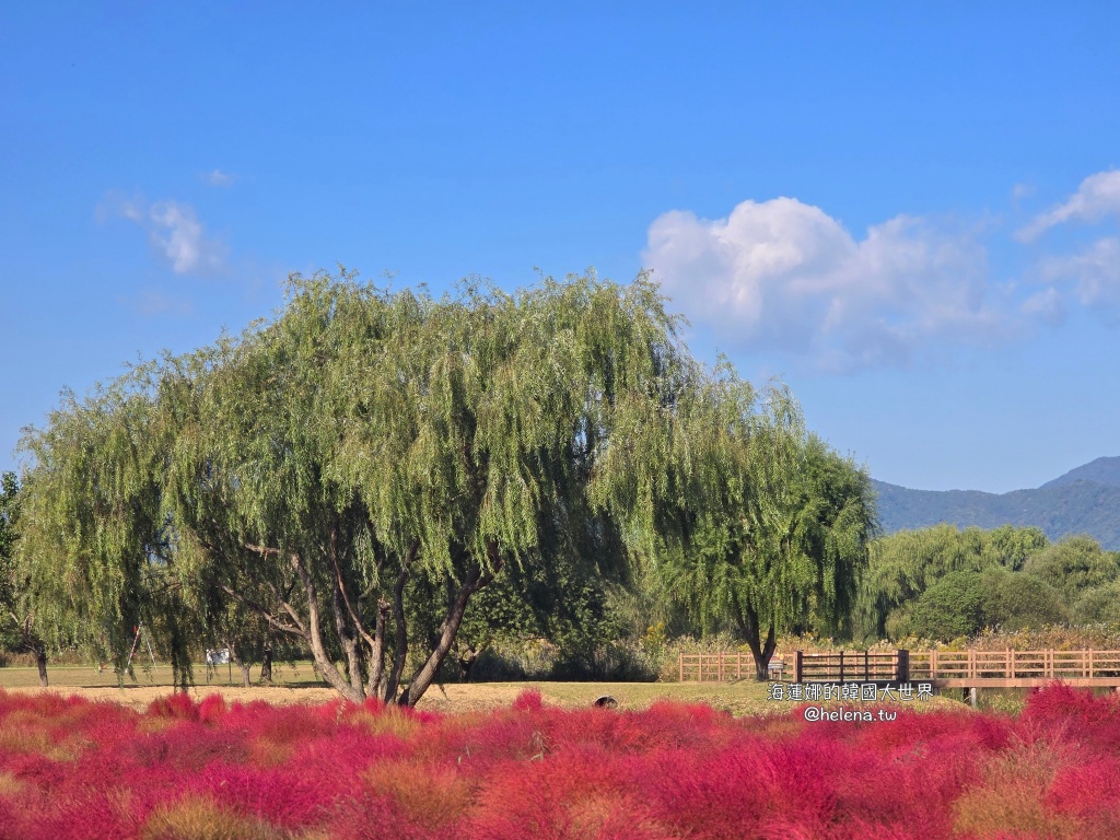 波波草,釜山,釜山旅行,釜山旅遊,釜山自由行,釜山遊／宿,韓國,韓國旅行,韓國旅遊,韓國自由行 @Helena's Blog