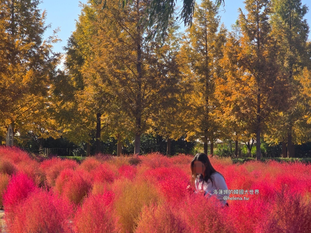 波波草,釜山,釜山旅行,釜山旅遊,釜山自由行,釜山遊／宿,韓國,韓國旅行,韓國旅遊,韓國自由行 @Helena's Blog