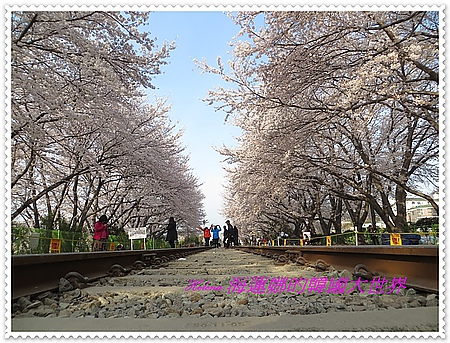 慶和,櫻花,釜山,鎮海,韓國 @Helena's Blog
