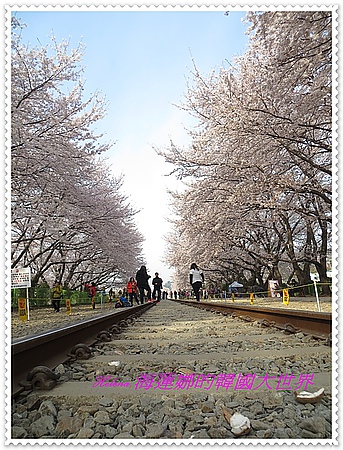 慶和,櫻花,釜山,鎮海,韓國 @Helena's Blog