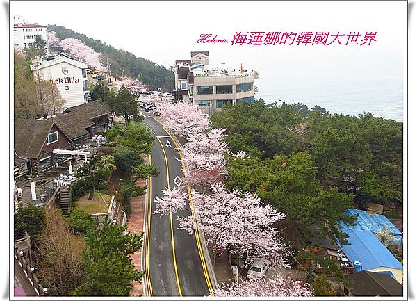 景點,櫻花,迎月嶺,釜山,韓國 @Helena's Blog