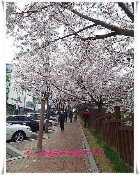 景點,櫻花,迎月嶺,釜山,韓國 @Helena's Blog