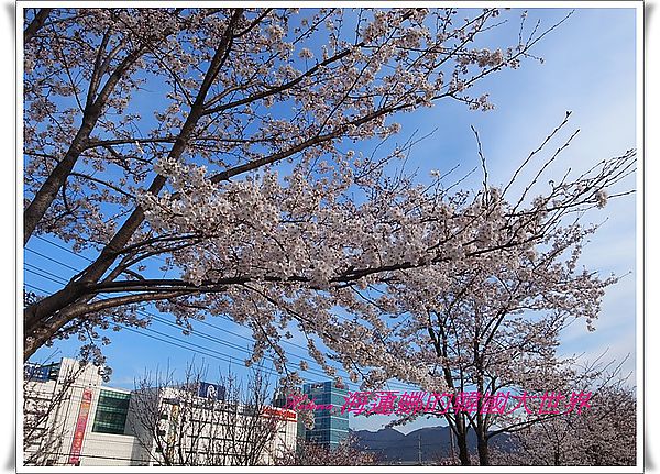 三樂,地鐵,景點,櫻花,洛東江,釜山,韓國 @Helena's Blog