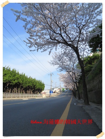 景點,櫻花,釜山,韓國 @Helena's Blog