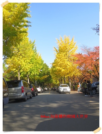 慶州,普門湖,楓葉,落葉,銀杏,韓國 @Helena's Blog