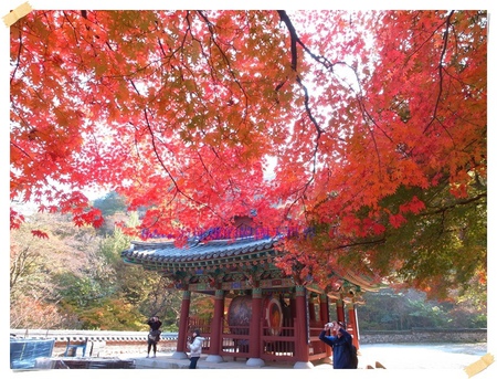內藏山,慶州,楓葉,綜合,釜山,雪嶽山,韓國,韓國賞楓葉,首爾 @Helena's Blog